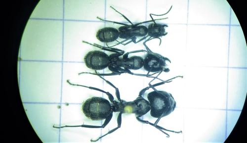 Réf. 275 961 : Camponotus vagus